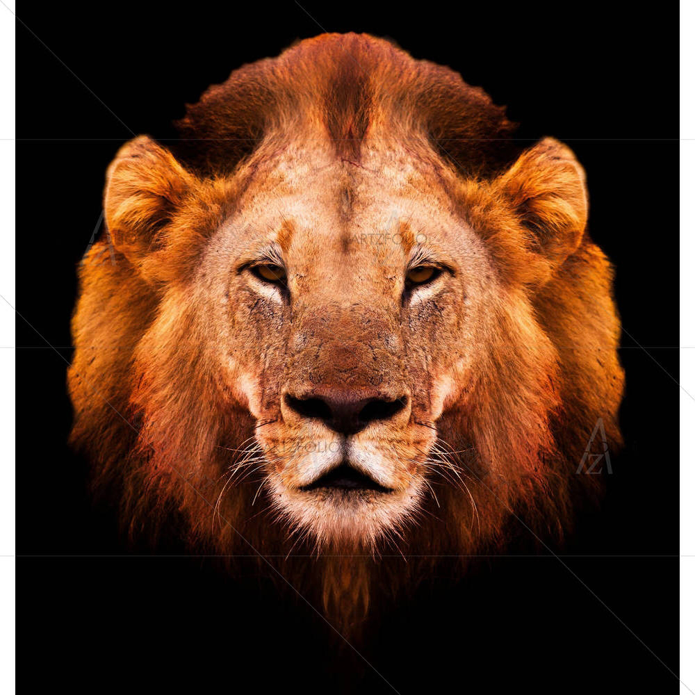 African Male Lion — custom-size art design 5002527