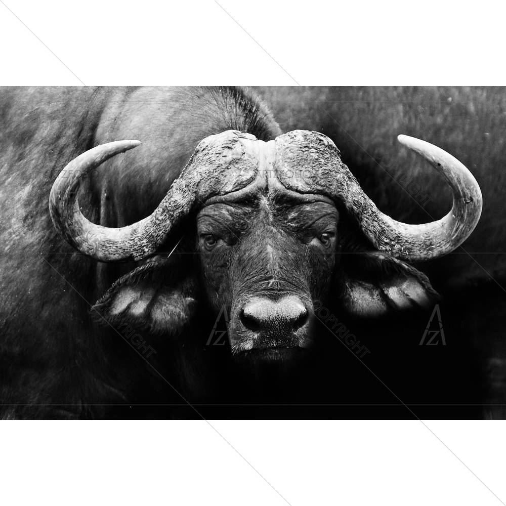 African Cape Buffalo — custom-size art design 5002529