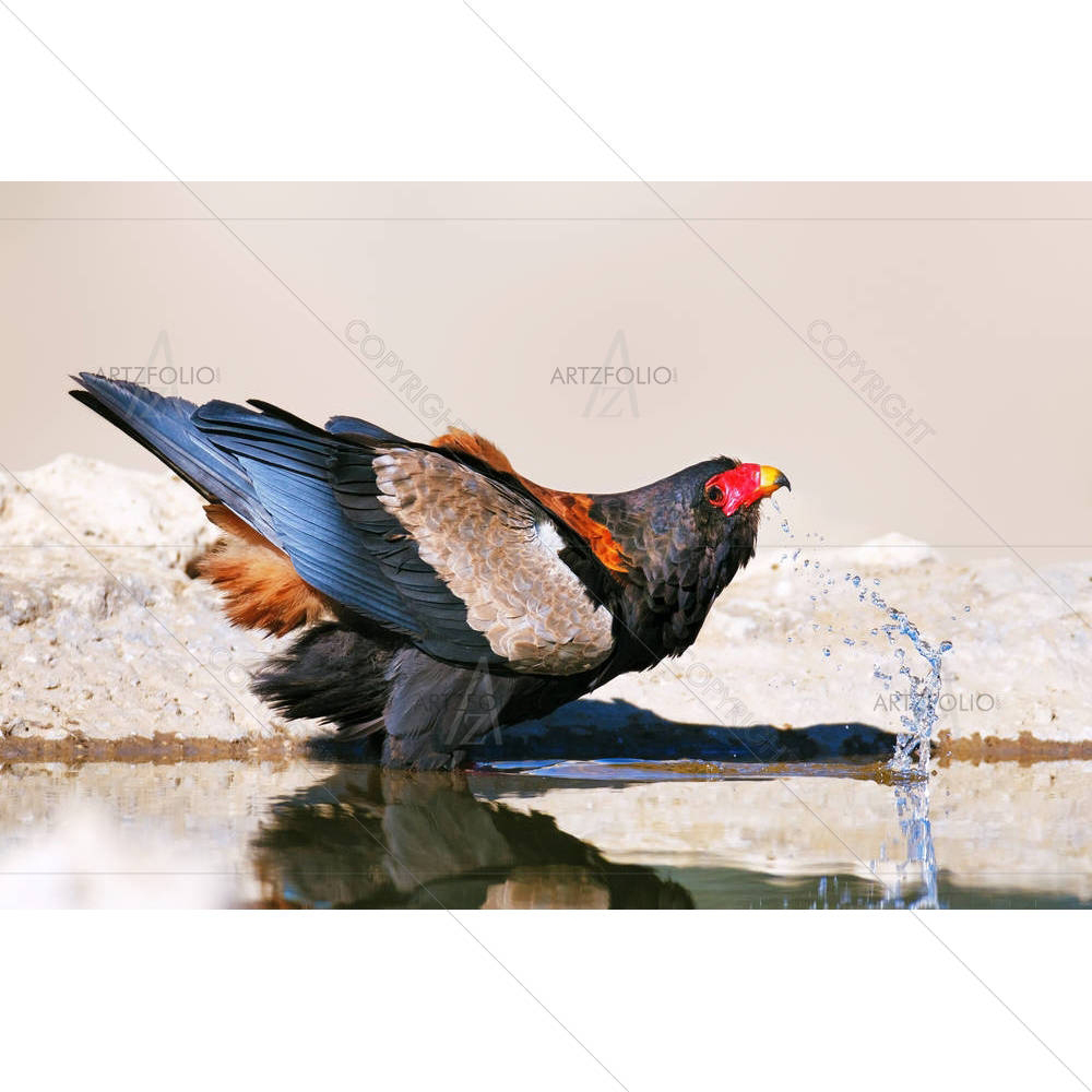 Bateleur Eagle Drinking Water Kalahari Desert — custom-size art design 5002550