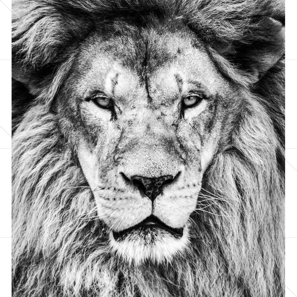 African Lion — African custom art by ArtzFolio