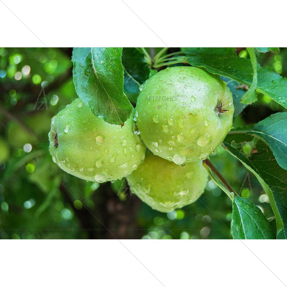 Photo of Green Apples — Cuisine custom art by ArtzFolio
