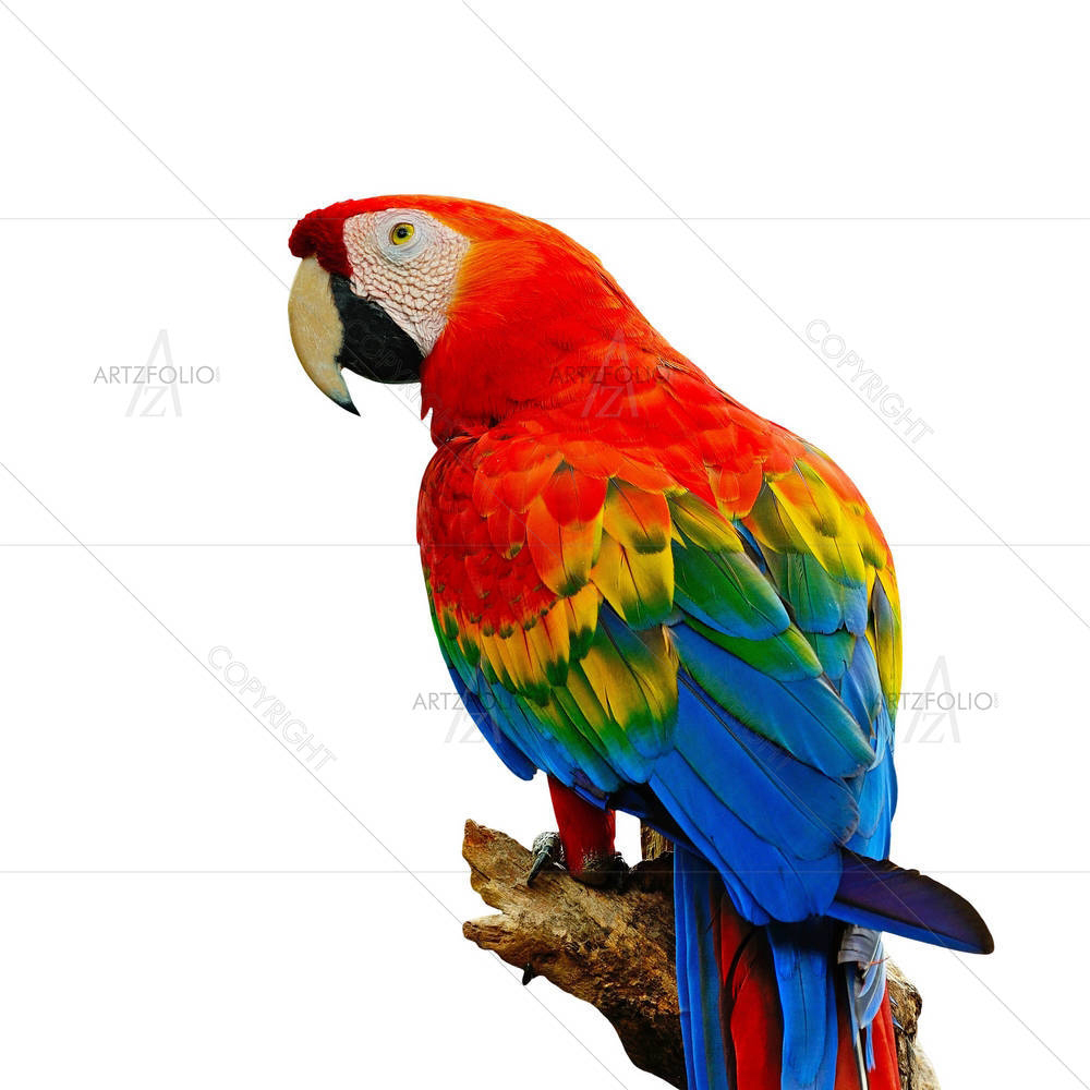Colorful Scarlet Macaw Aviary — custom-size art design 5002603