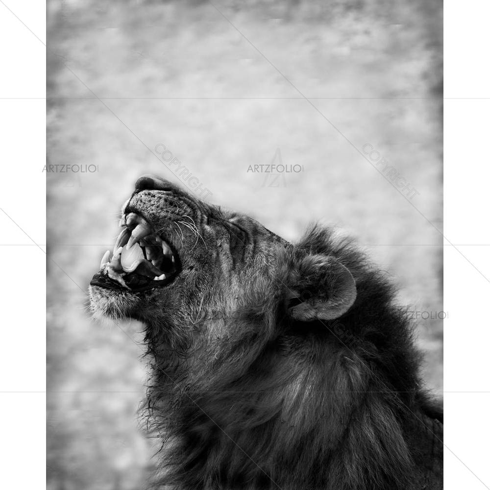 Lion Displaying Teeth — African custom art by ArtzFolio