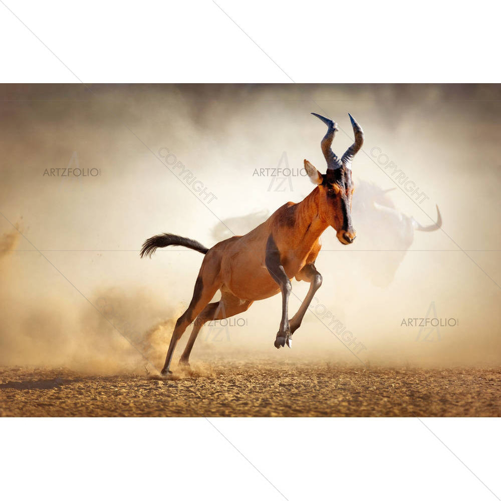 Red Hartebeest in Kalahari Desert, South Africa — custom-size art design 5002714