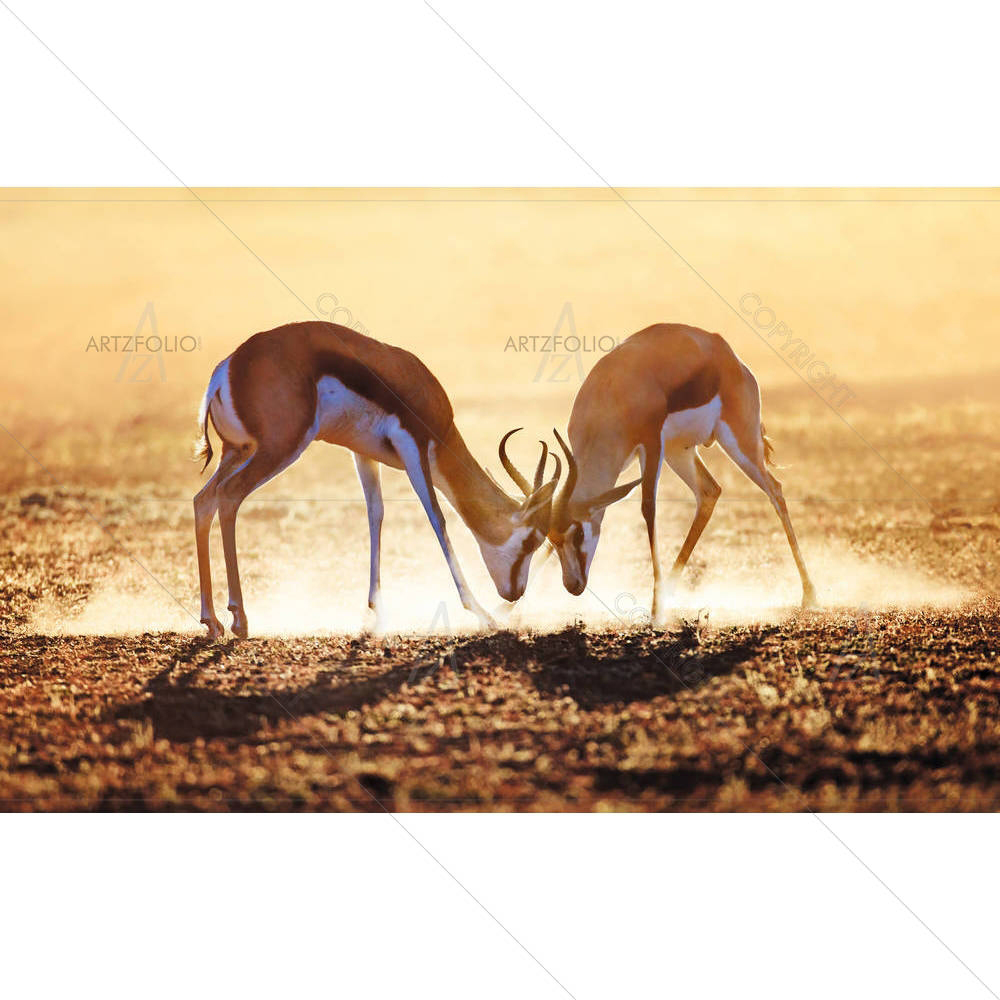 Springbok Dual in Kalahari Desert, South Africa — custom-size art design 5002715
