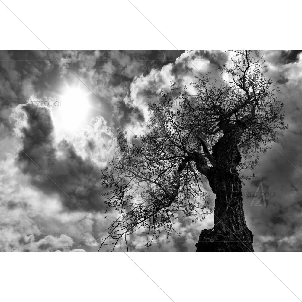 Cottonwood Tree With Storm Clouds — custom-size art design 5002846