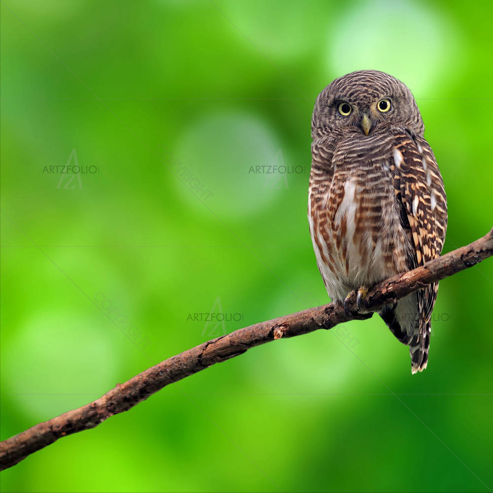 Owl D1 — Animals custom art by ArtzFolio