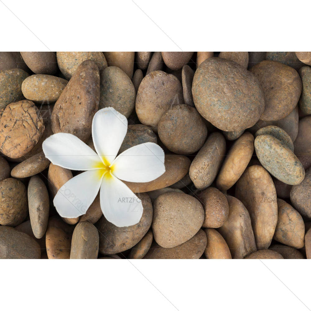 Frangipani — custom-size art design 5002888