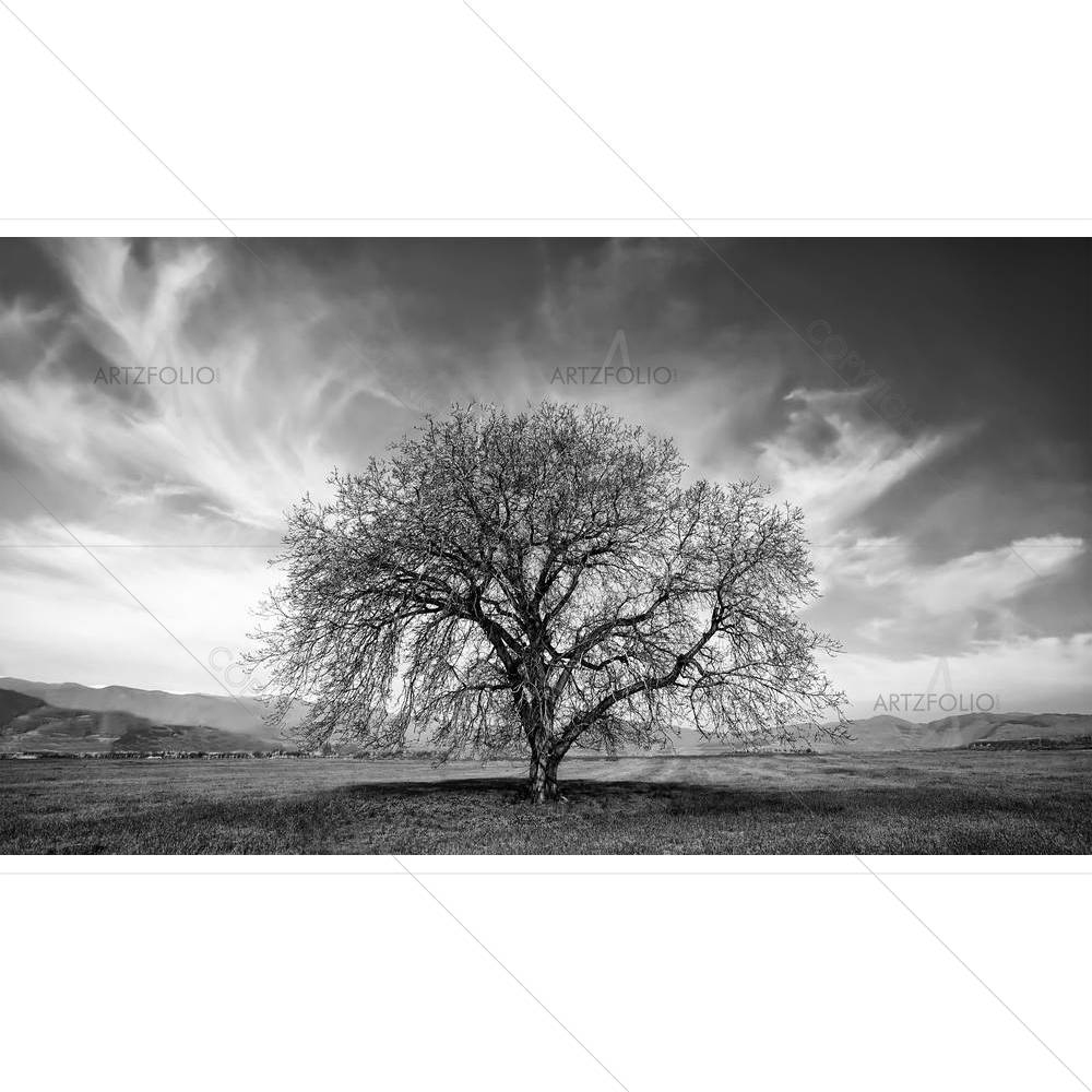 Abstract Tree D1 — custom-size art design 5002930