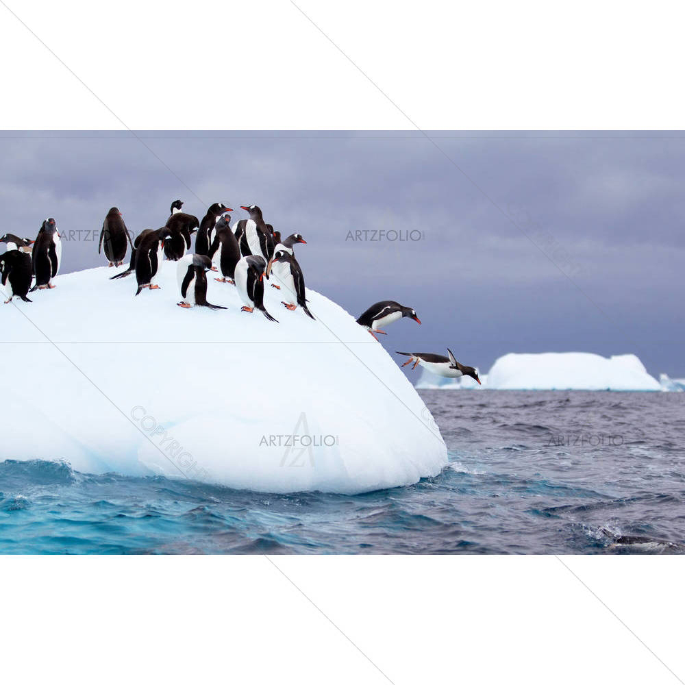 Gentoo Penguin Jumping Into Water From Iceberg — custom-size art design 5002970