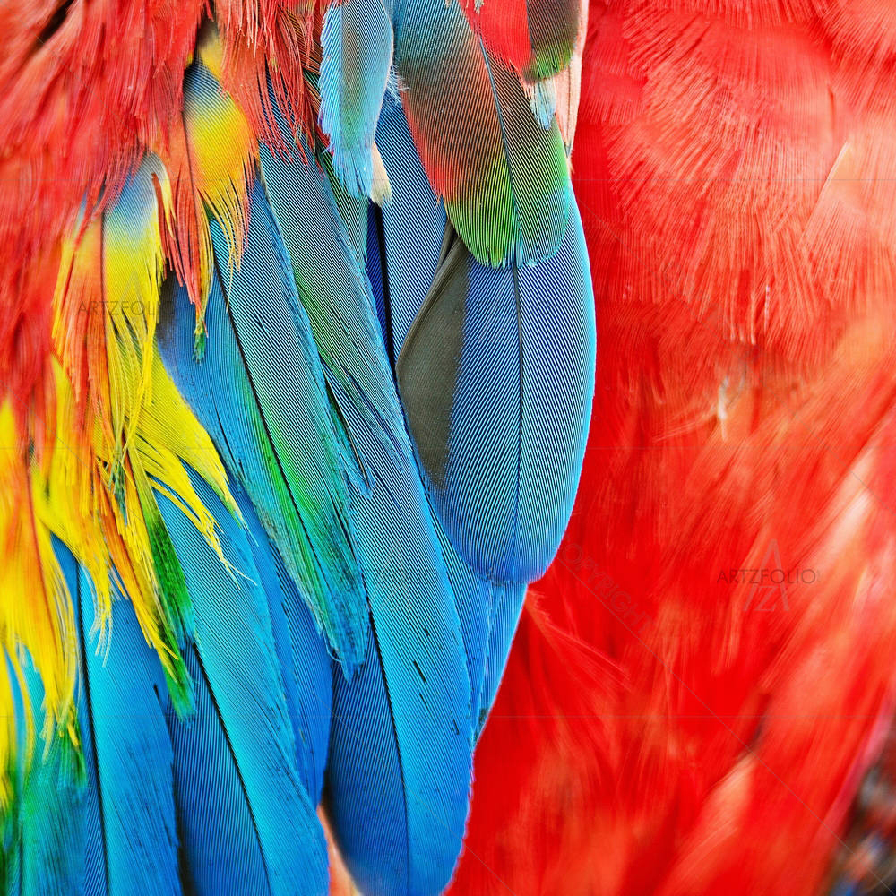 Scarlet Macaw Feathers D1 — Abstract custom art by ArtzFolio
