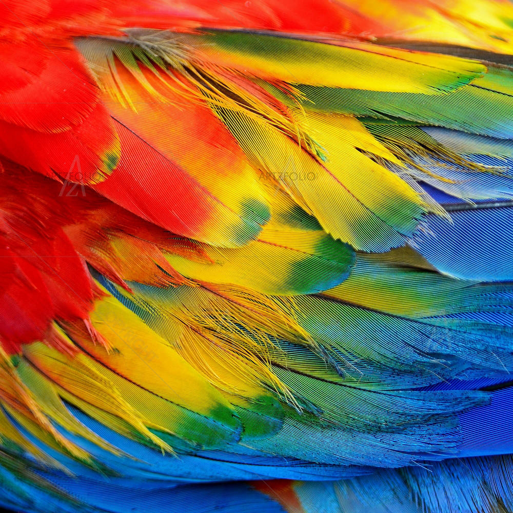 Scarlet Macaw Feathers D2 — Abstract custom art by ArtzFolio