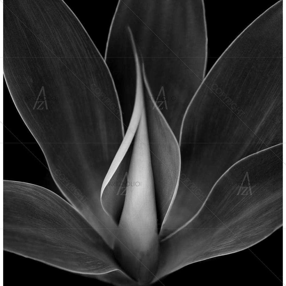 Blue Agave Plant D1 — custom-size art design 5003027