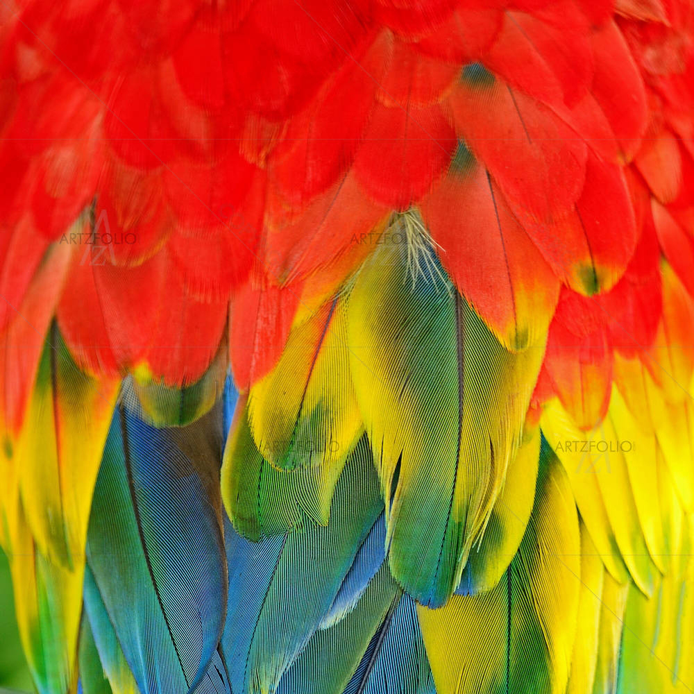 Scarlet Macaw Feathers D3 — Abstract custom art by ArtzFolio