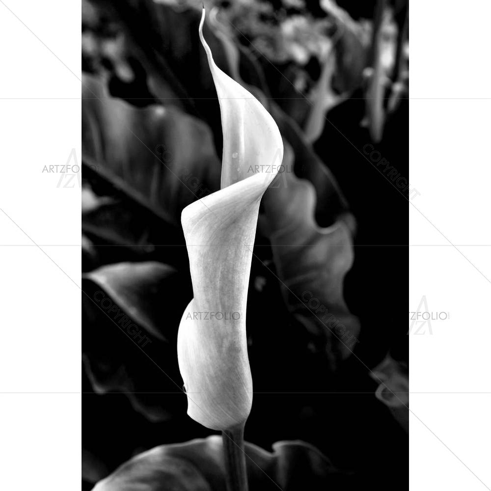 Nature Flowers — custom-size art design 5003109