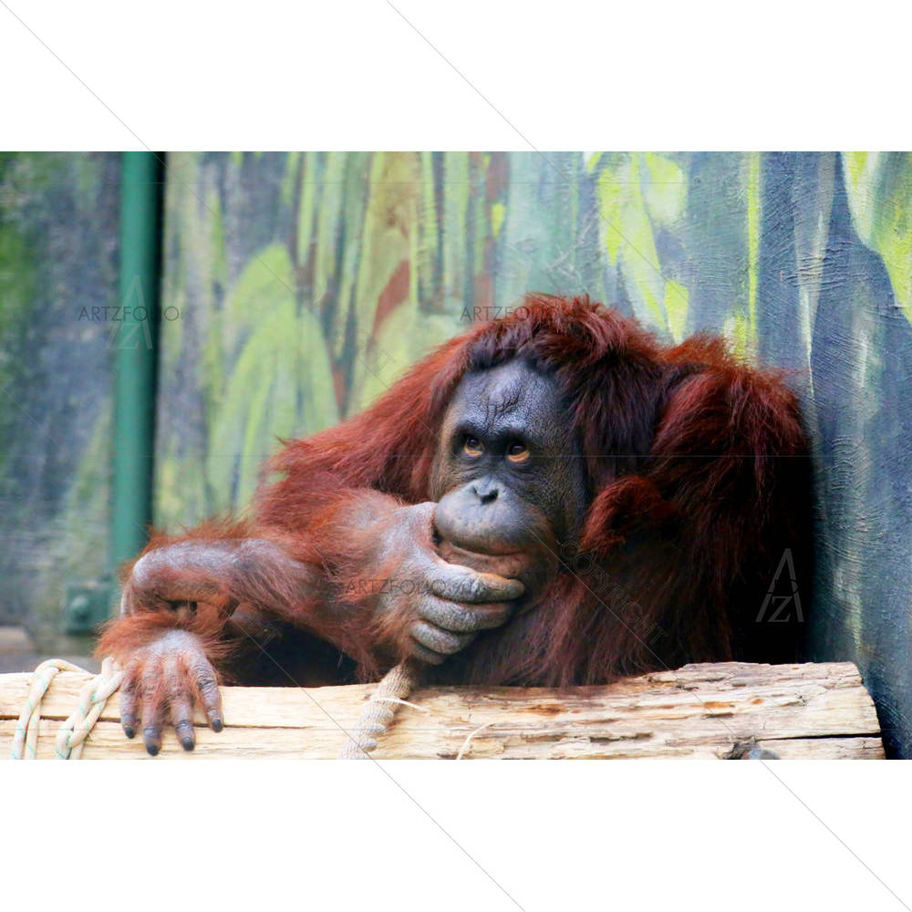 Orangutan In Thinking Position — custom-size art design 5003110
