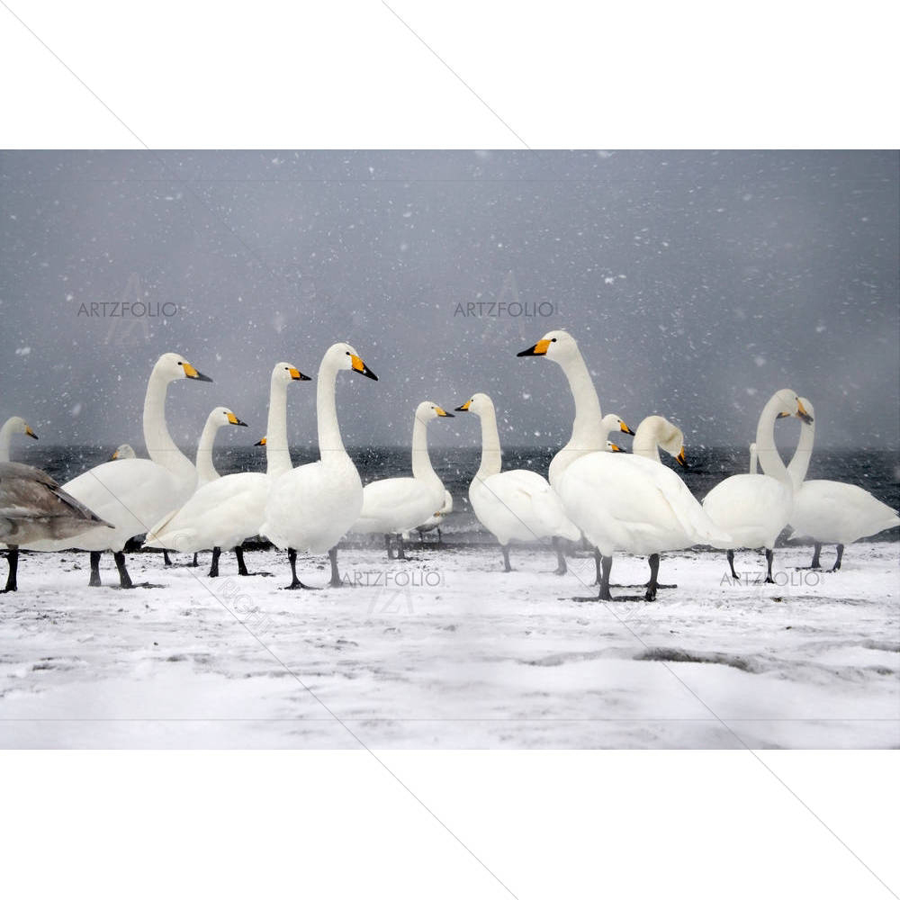Group Of Birds On Snow — Animals custom art by ArtzFolio