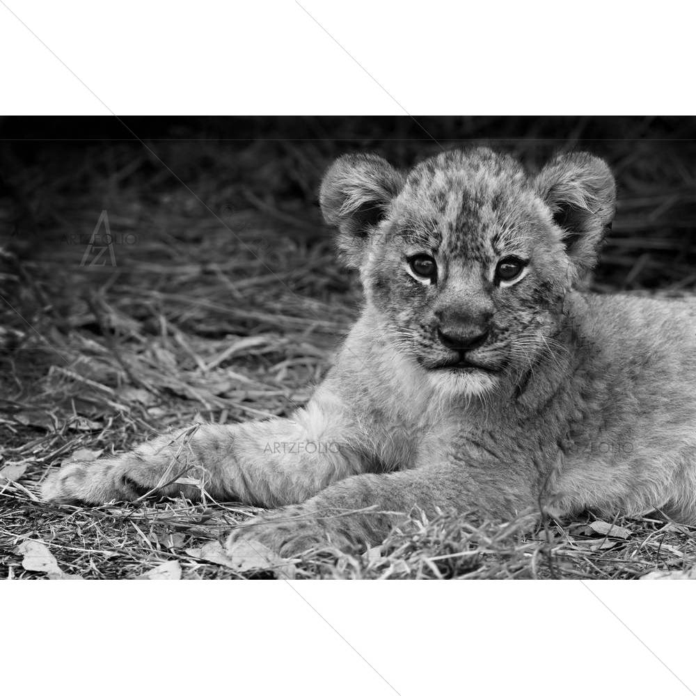 Cute Lion Cub D1 — custom-size art design 5003170