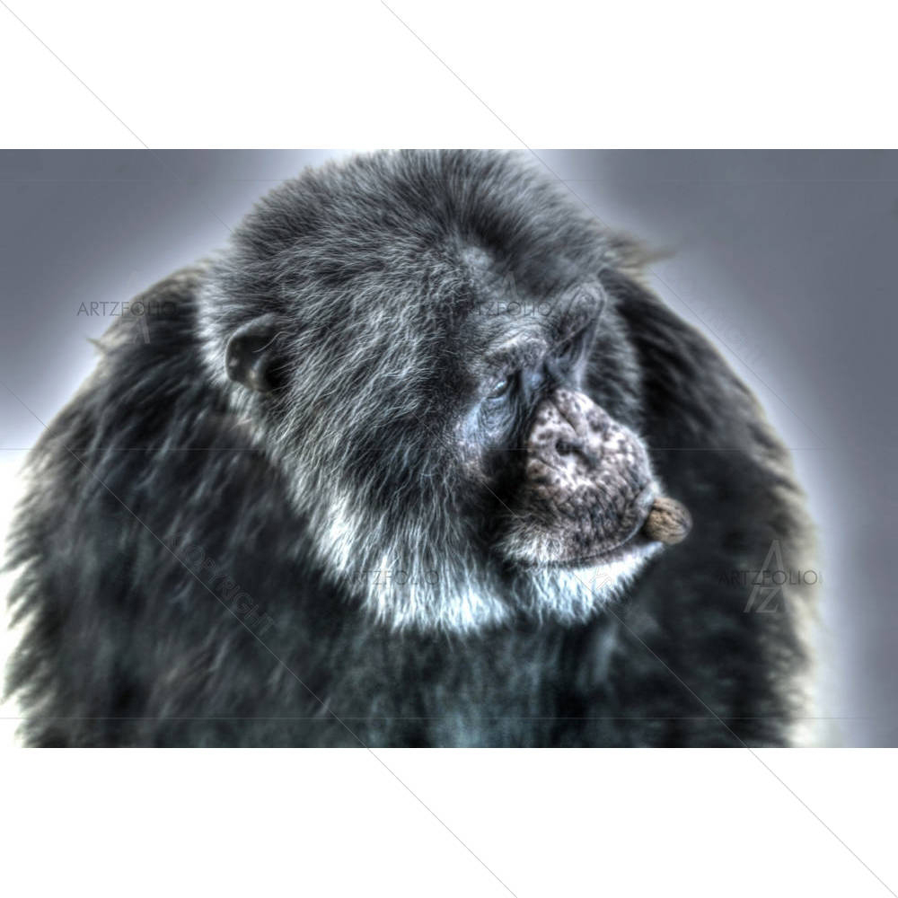 Chimpanzee With Nut In The Mouth — custom-size art design 5003172