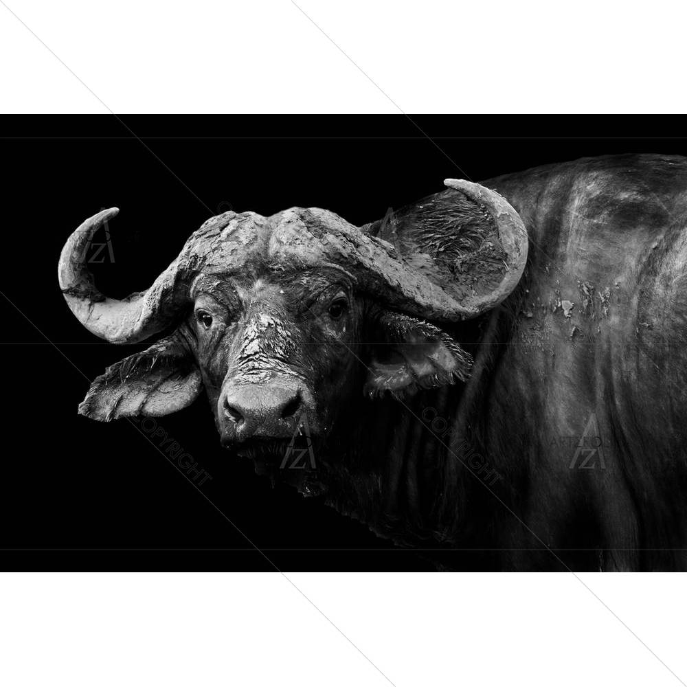 Wild African Buffalo — custom-size art design 5003227