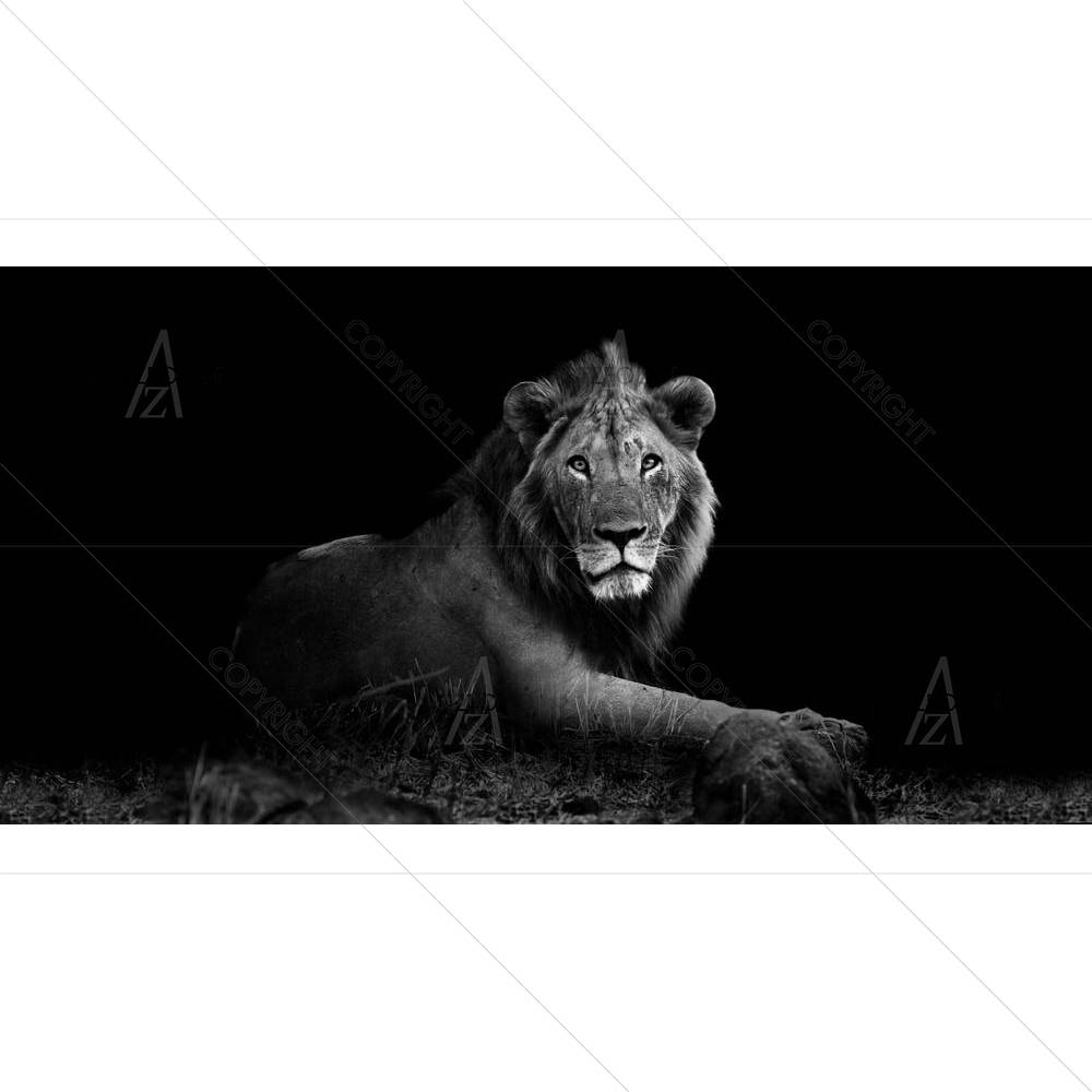 Wild Lion — custom-size art design 5003228
