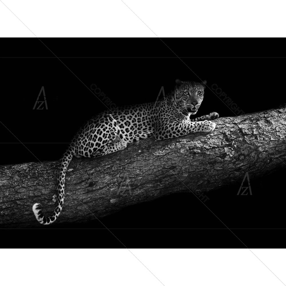 Leopard In A Tree — African custom art by ArtzFolio