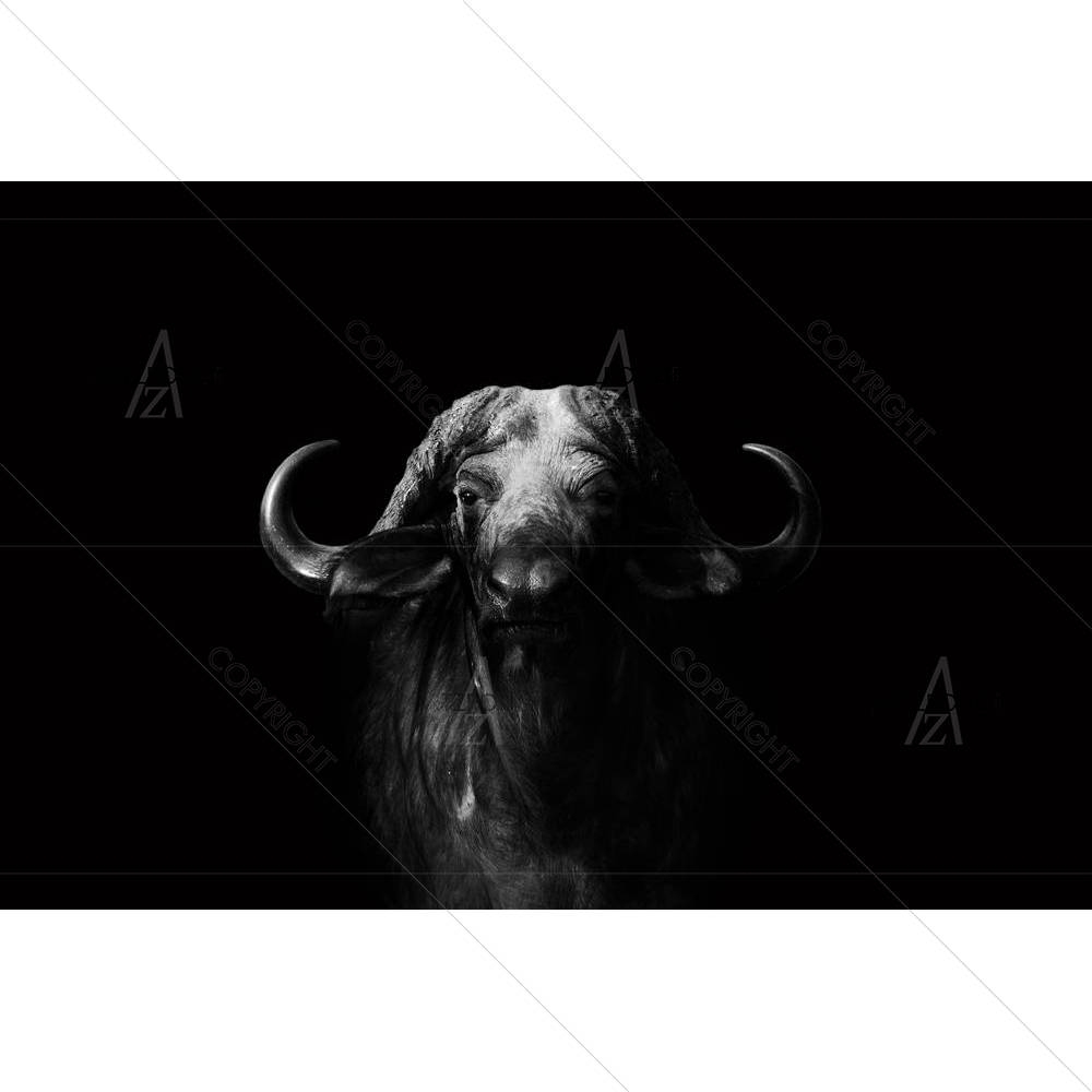 Wild African Cape Buffalo — custom-size art design 5003231