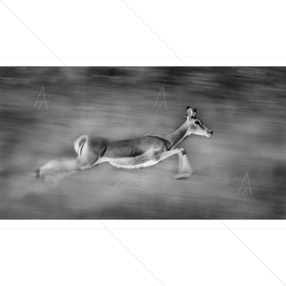 Image Of An Impala — custom-size art design 5003235