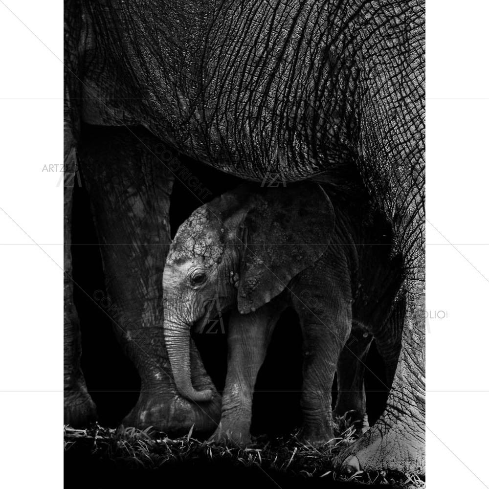 Baby Elephant Protected By It's Mother — custom-size art design 5003238