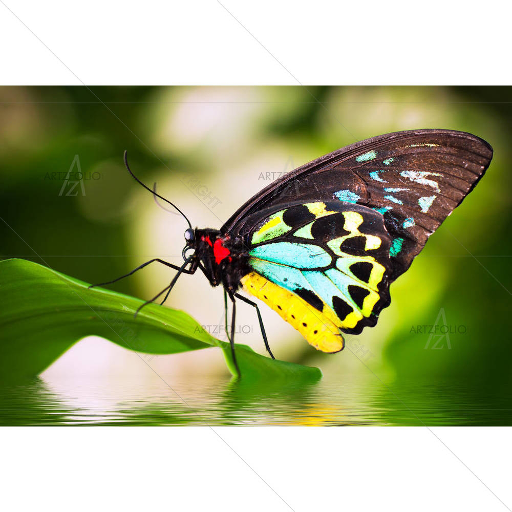 Butterfly On A Leaf — custom-size art design 5003327