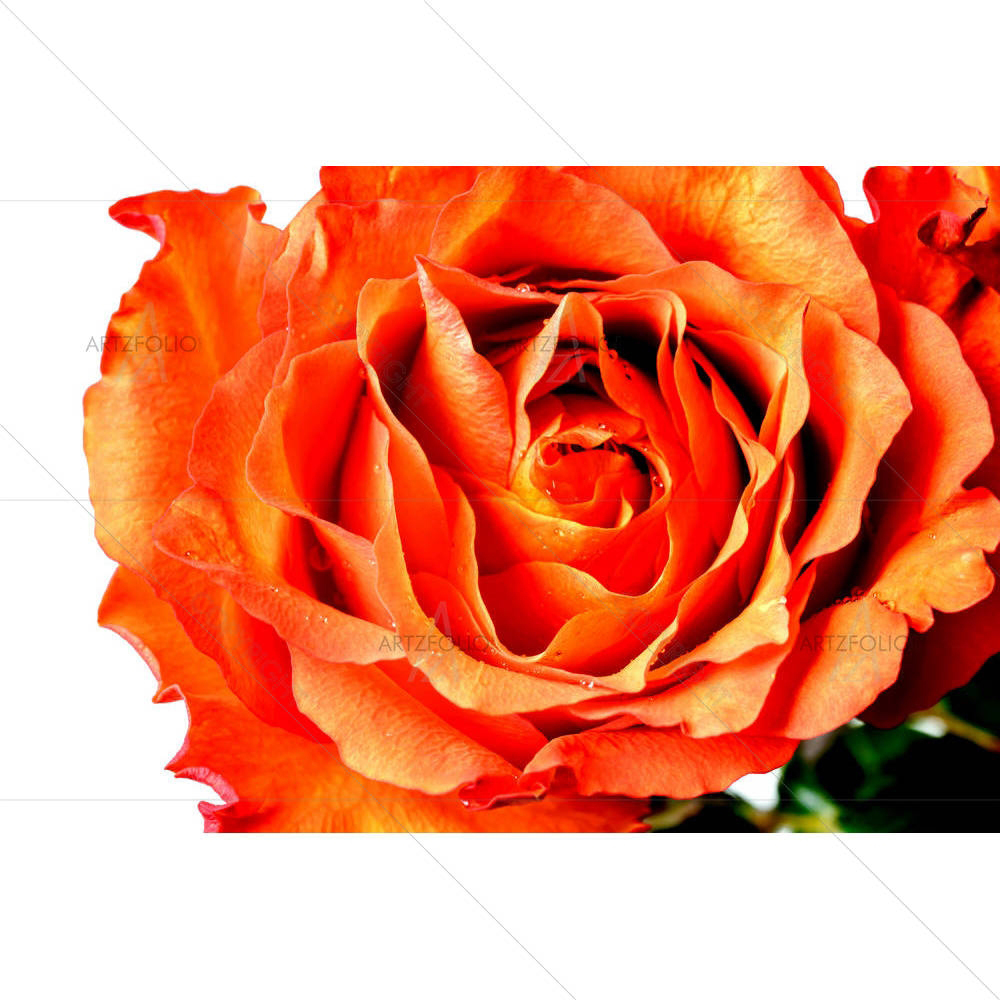 Orange Rose Petals — custom-size art design 5003335