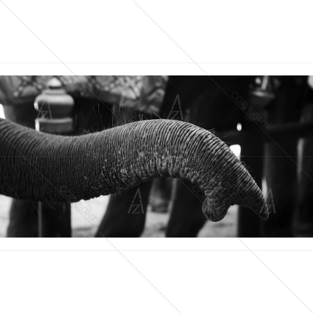 Asian Elephant — custom-size art design 5003428