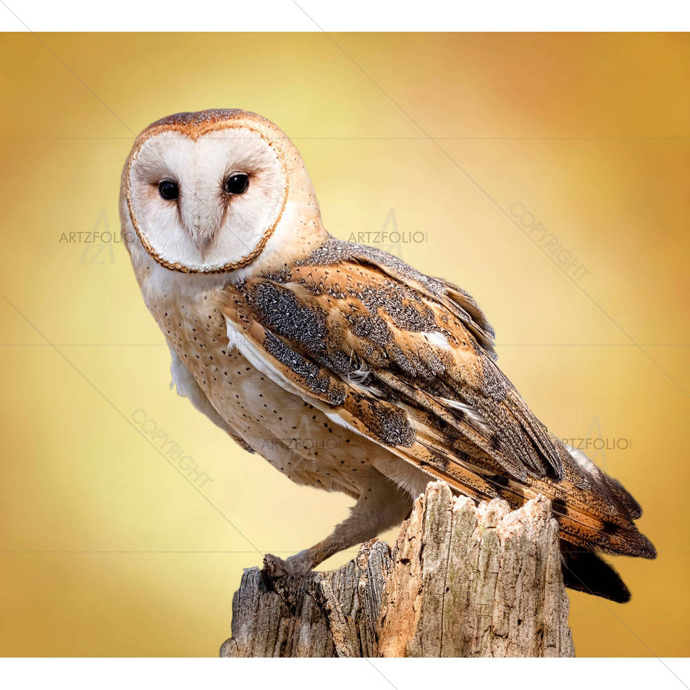 A Barn Owl Perched On A Tree — Animals custom art by ArtzFolio