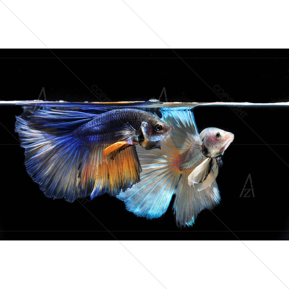 Fight Fish — custom-size art design 5003443
