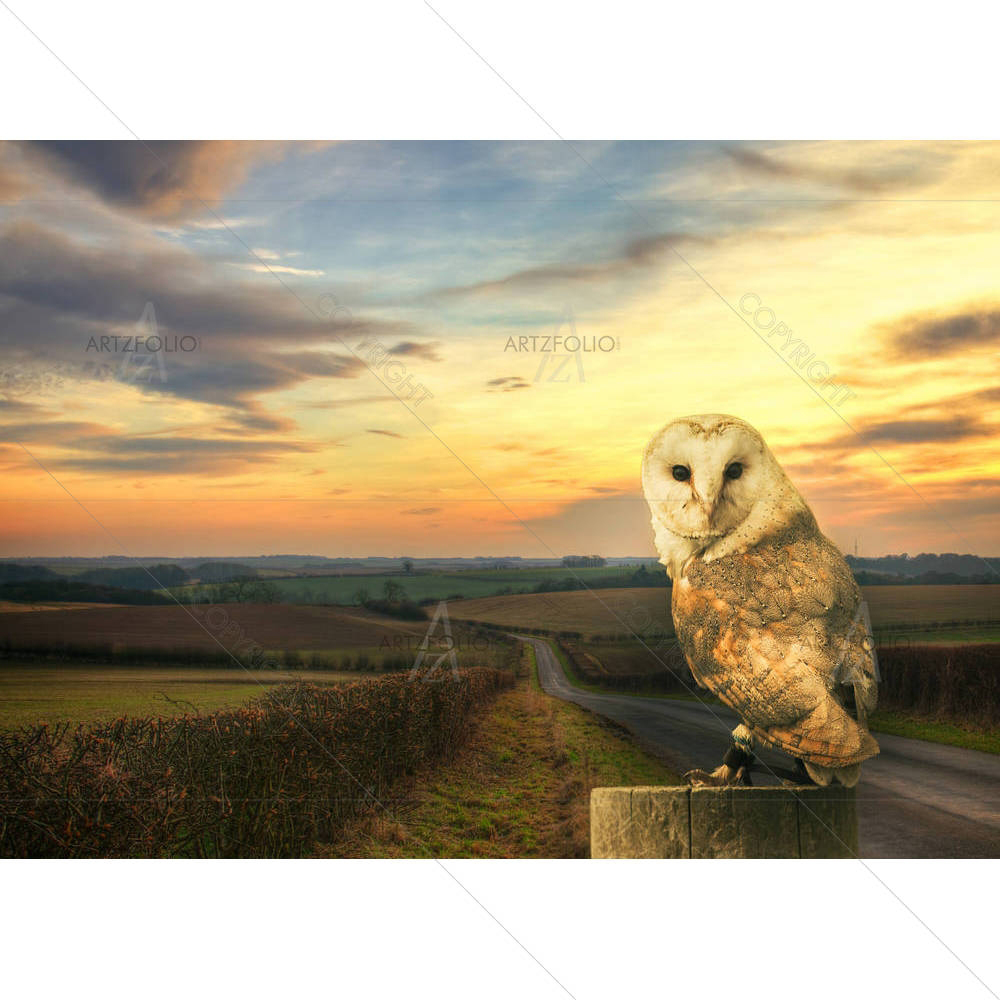 Barn Owl — Birds custom art by ArtzFolio