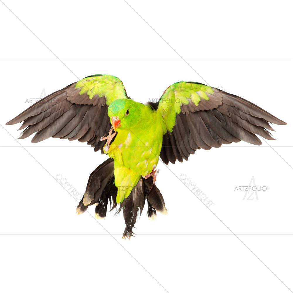 Red Winged Parrot — custom-size art design 5003477