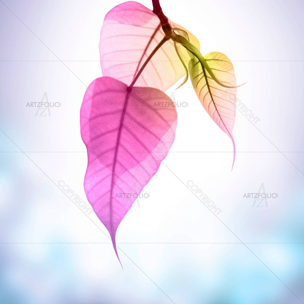 Pink Pho Or Bodhi Leaves Buds — Devotional custom art by ArtzFolio