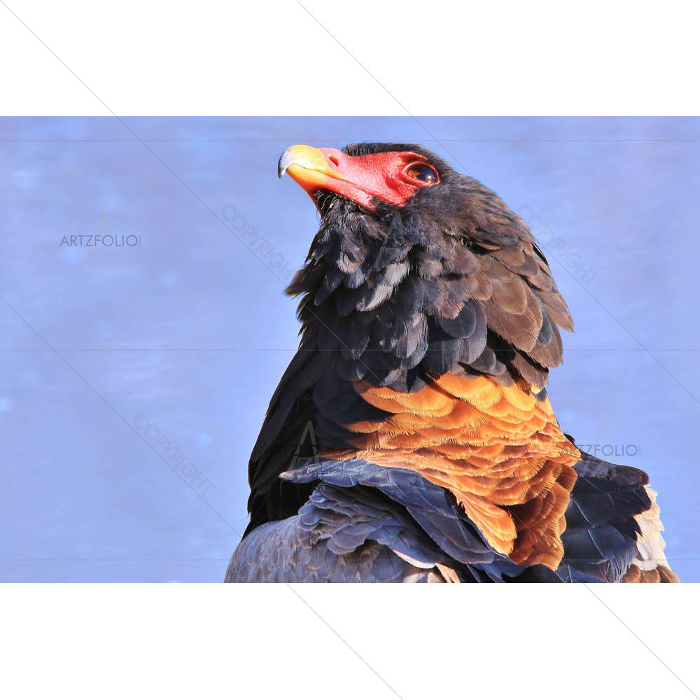 Bateleur Eagle Africa, Stare Of Color & Power — custom-size art design 5003491