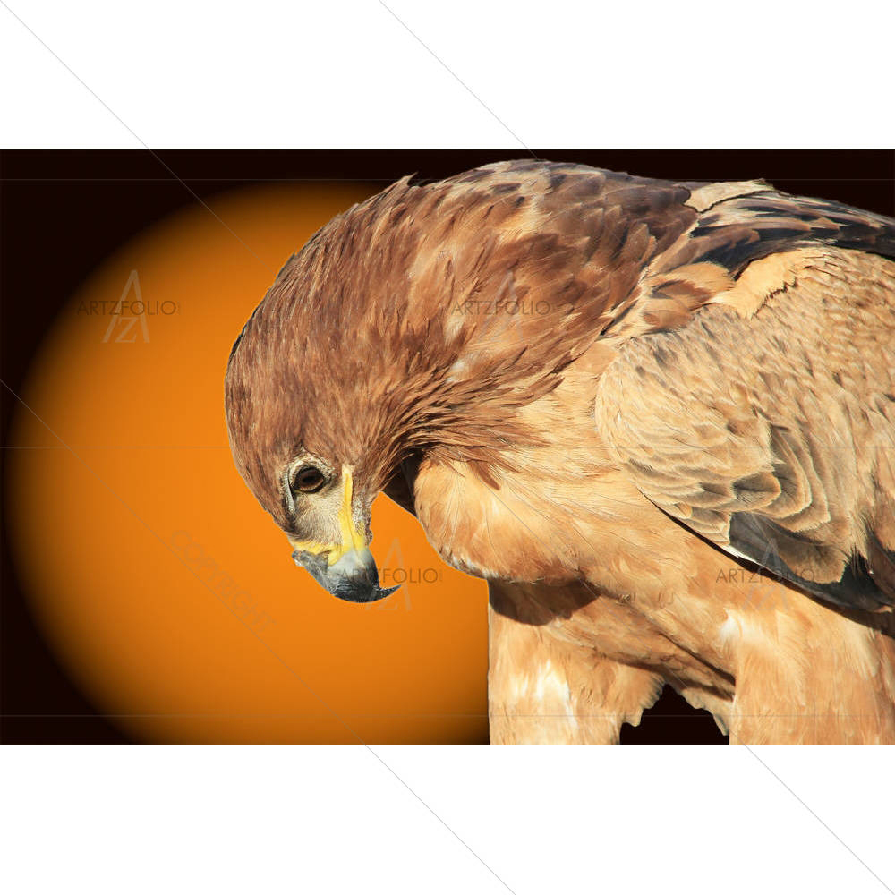 Tawny Eagle Wildlife Background From Africa D1 — custom-size art design 5003492