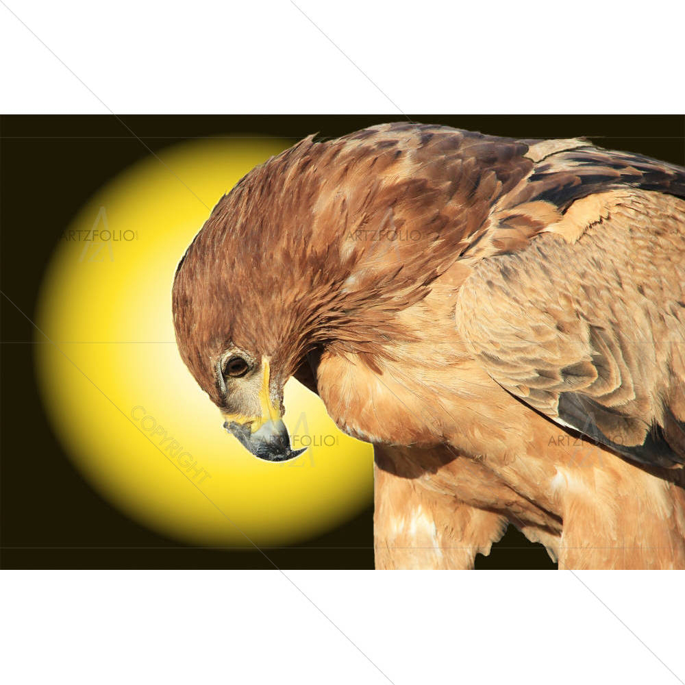Tawny Eagle Wildlife Background From Africa D2 — custom-size art design 5003493