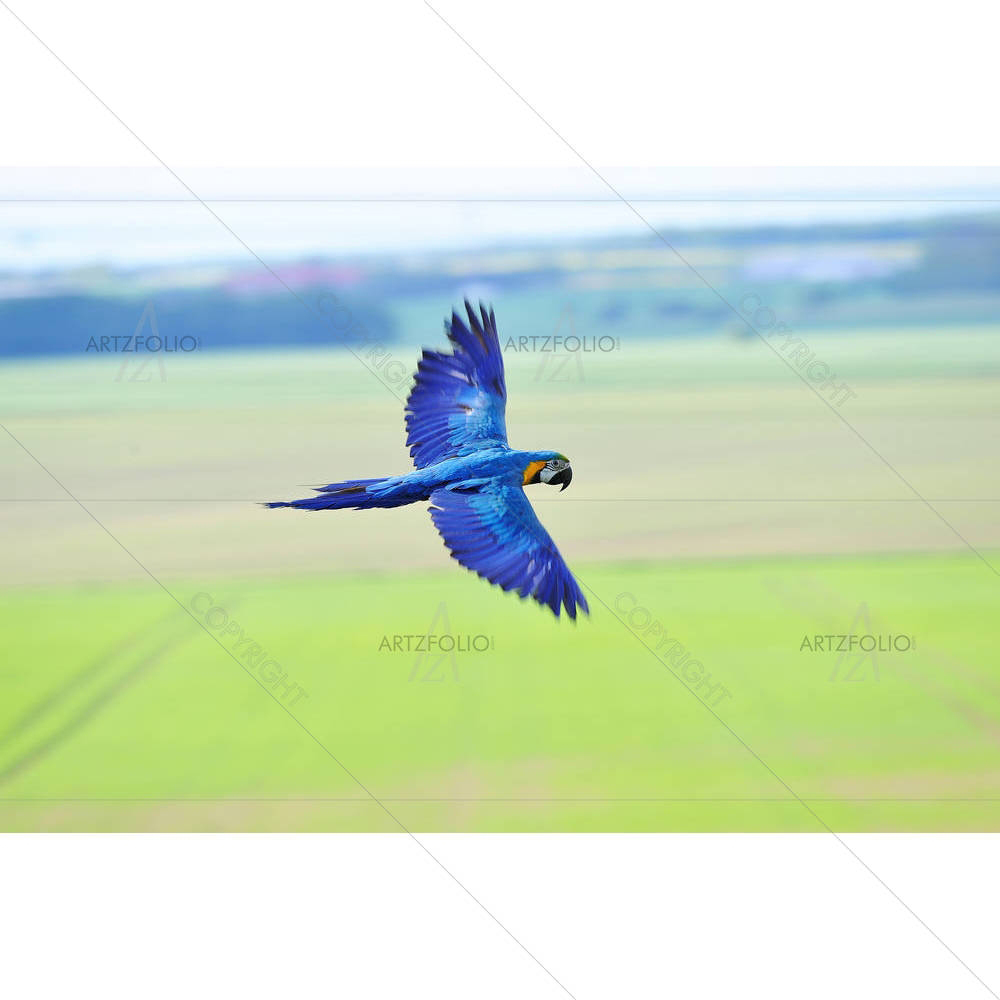 Flying Blue & Yellow Macaw — custom-size art design 5003510