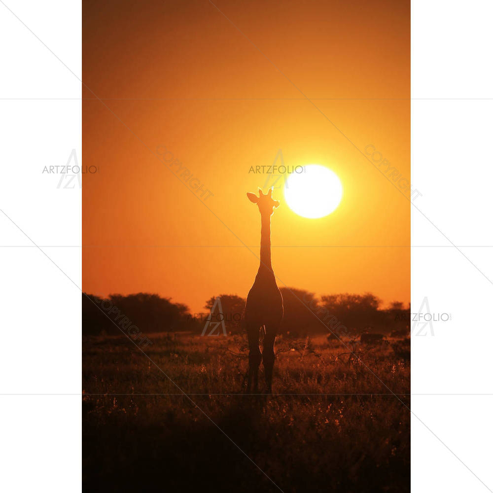 Giraffe in Sunset Africa — custom-size art design 5003548