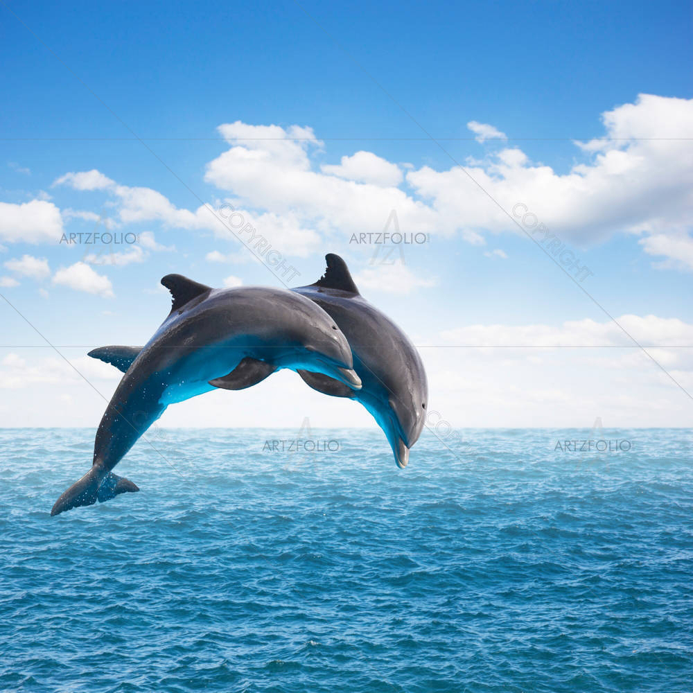Two Jumping Dolphins — Animals custom art by ArtzFolio
