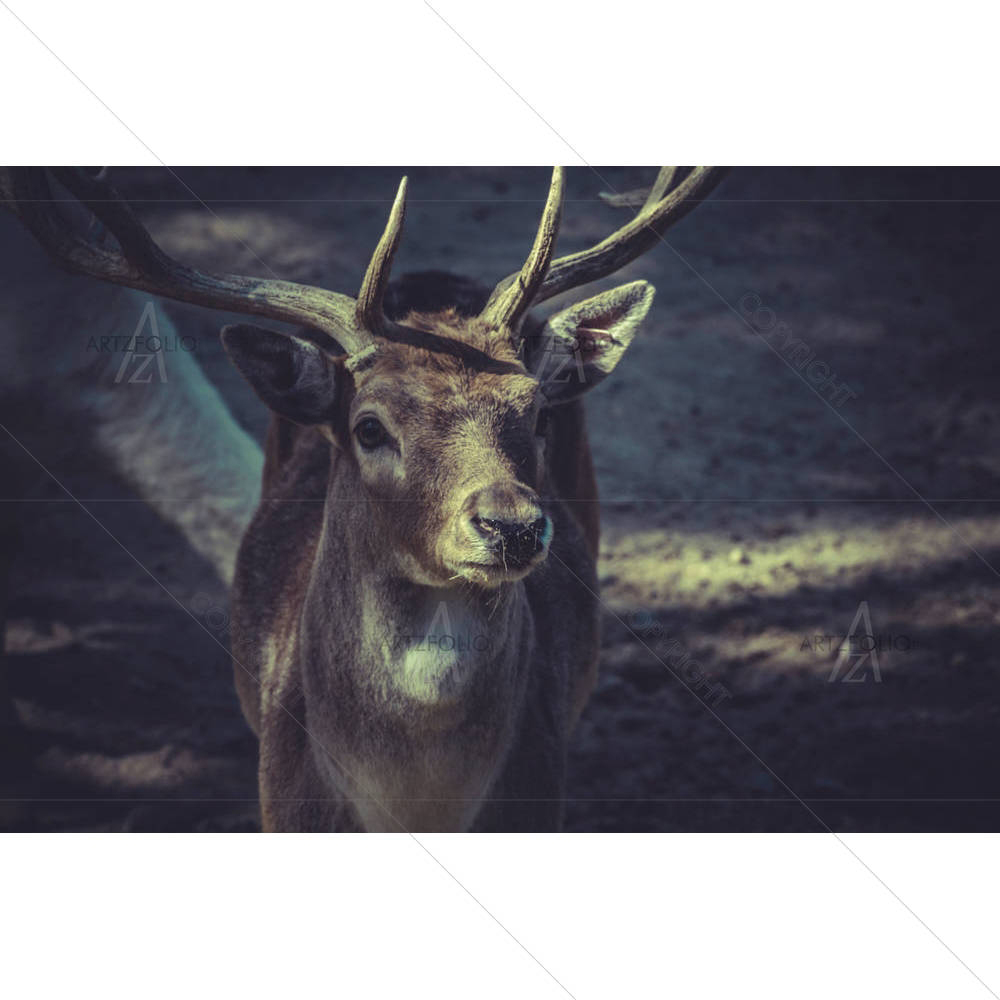 Deer With Horns — custom-size art design 5003553