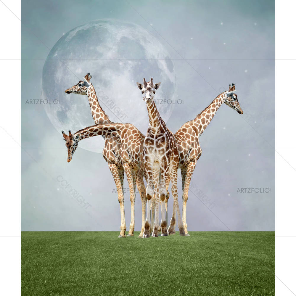 Giraffes — custom-size art design 5003575