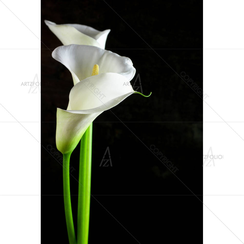 Bouquet Of Calla Lilies — custom-size art design 5003645