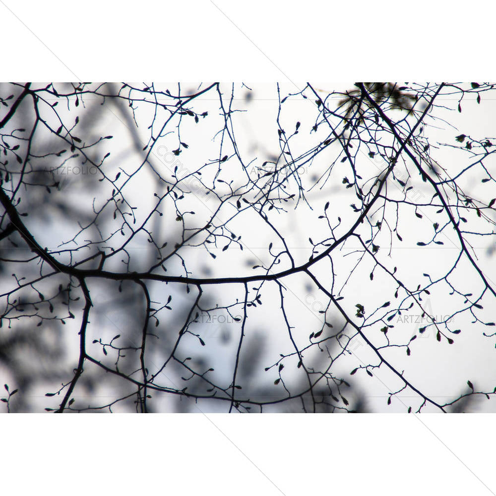 Spring Tree Branches — custom-size art design 5003650