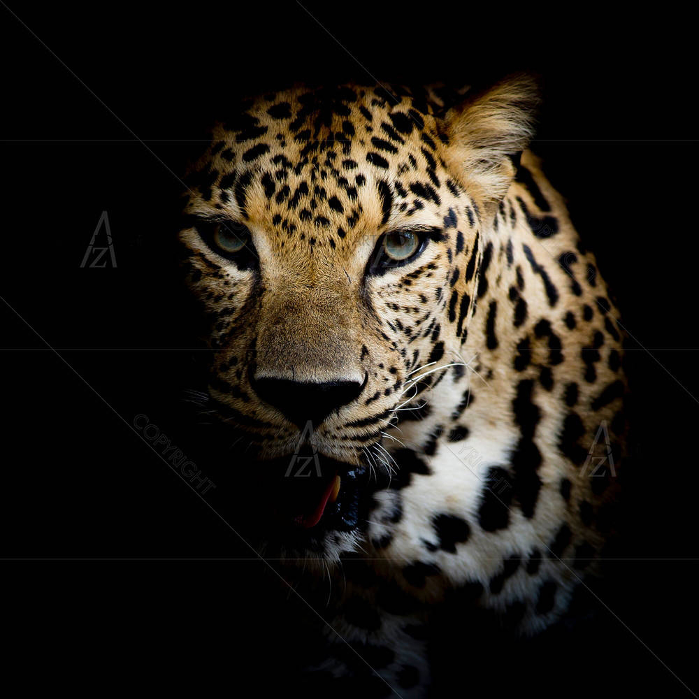 Close Up Leopard Portrait — custom-size art design 5003707