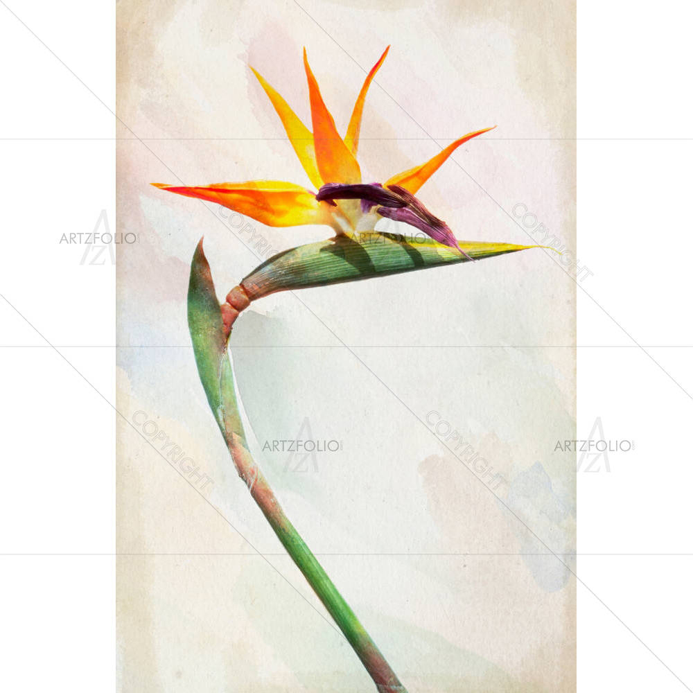Exotic Bird Of Paradise Flower — custom-size art design 5003713