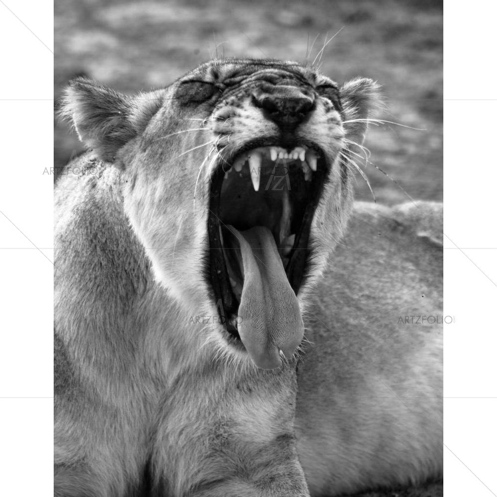Wild African Lion D1 — custom-size art design 5003731